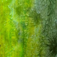 Included in this deal: 100% Cotton Green Batik Design - Clearance 60cm x 50cm